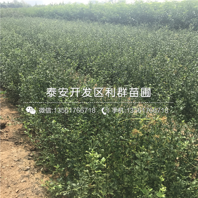 晚熟15公分枣树苗多少钱一棵