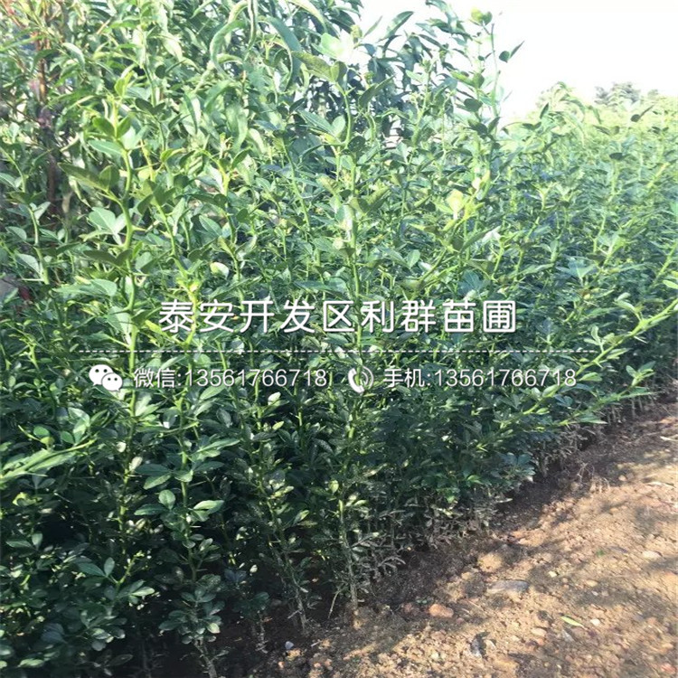 以斯列二号草莓苗、以斯列二号草莓苗批发价格