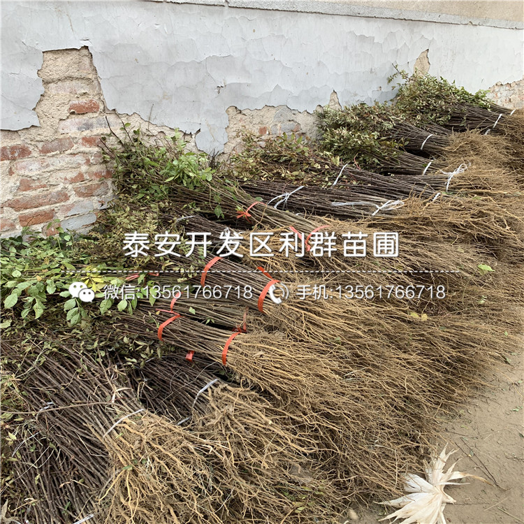 一棵红蜜脆苹果树苗多少钱