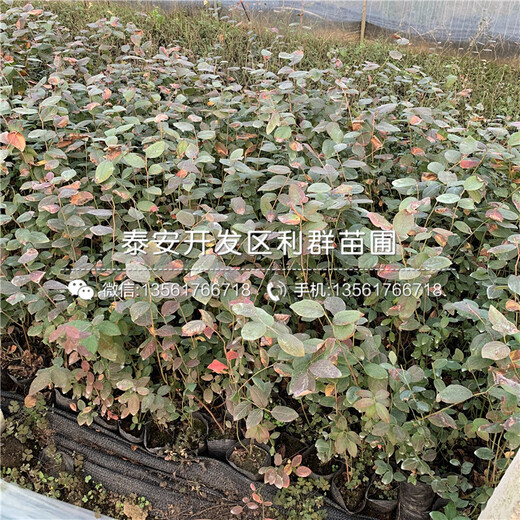 新品種茶壺棗苗、茶壺棗苗價格是多少