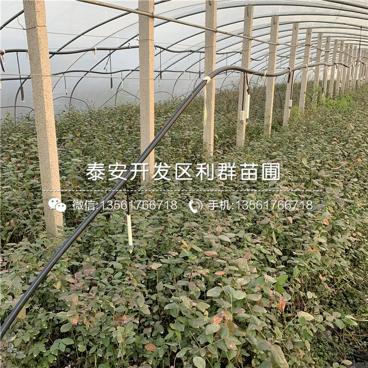 新品种杏苗出售基地、2019年新品种杏苗价格