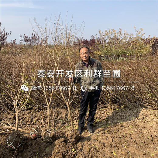 山東紅喜梅李子苗出售價(jià)格是多少