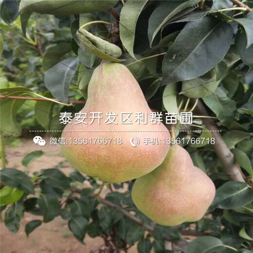 山東批發(fā)石榴苗、山東批發(fā)石榴苗批發(fā)價(jià)格