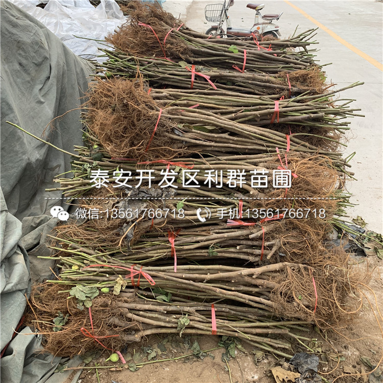 山东黄香蕉苹果树苗多少钱一棵