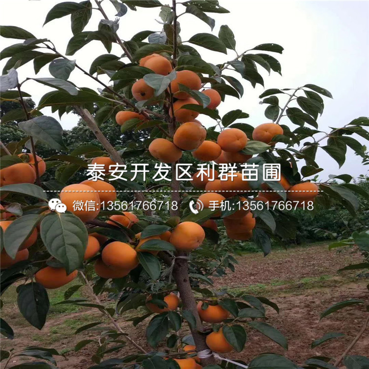 新品种9公分杏苗价格