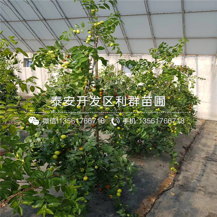 新品种丰水梨树苗价格是多少