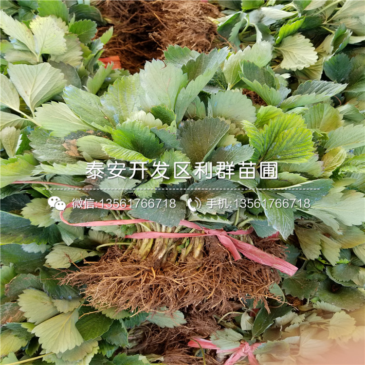 新品种爱莎草莓苗、新品种爱莎草莓苗出售