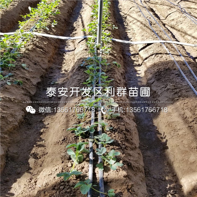 红颜草莓苗、红颜草莓苗出售价格多少