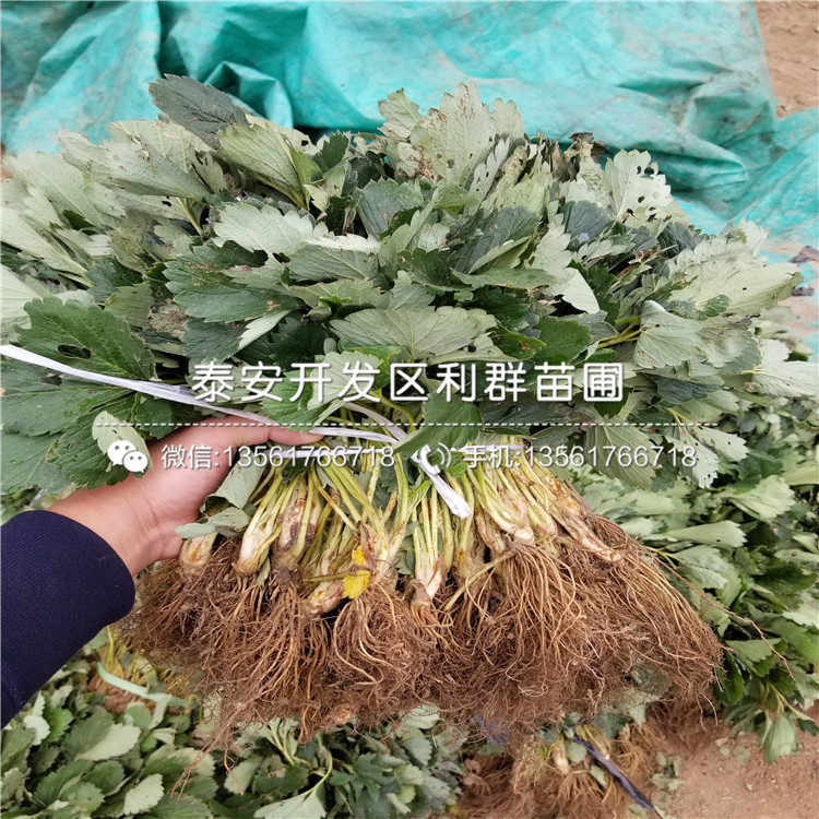 京藏香草莓苗品种介绍