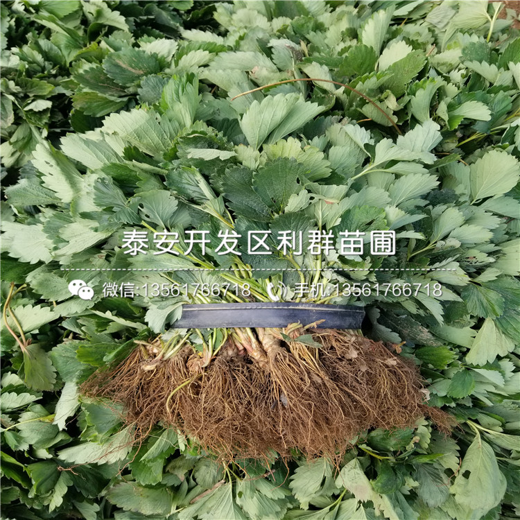 奶油草莓苗多少錢一棵、2019年奶油草莓苗價格