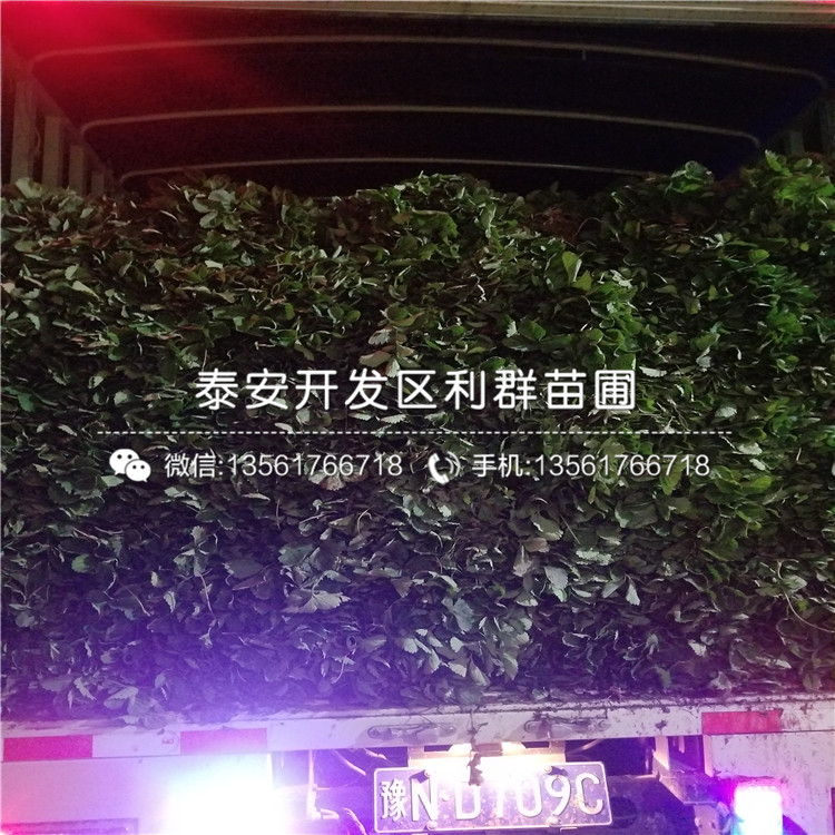 美德萊特草莓苗價(jià)格、2019年美德萊特草莓苗報(bào)價(jià)