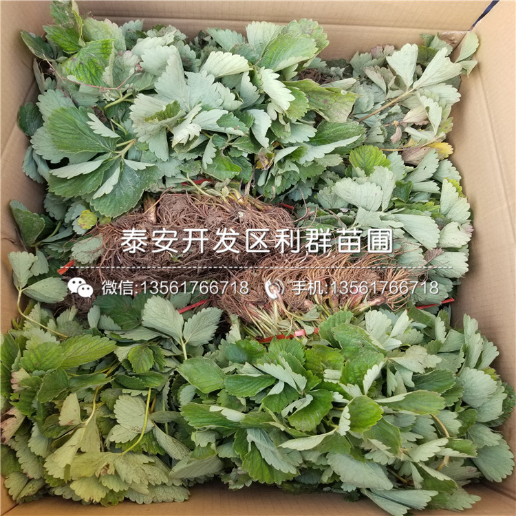 出售越心草莓苗、越心草莓苗价格多少