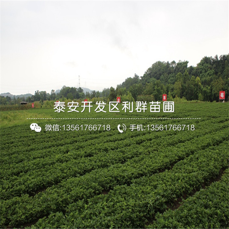 哪里有賣(mài)桃熏草莓苗的、2019年桃熏草莓苗價(jià)格
