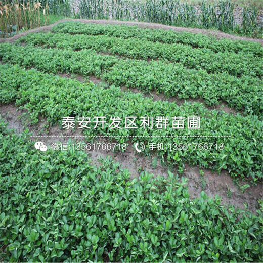 一號草莓苗、2019年一號草莓苗報價