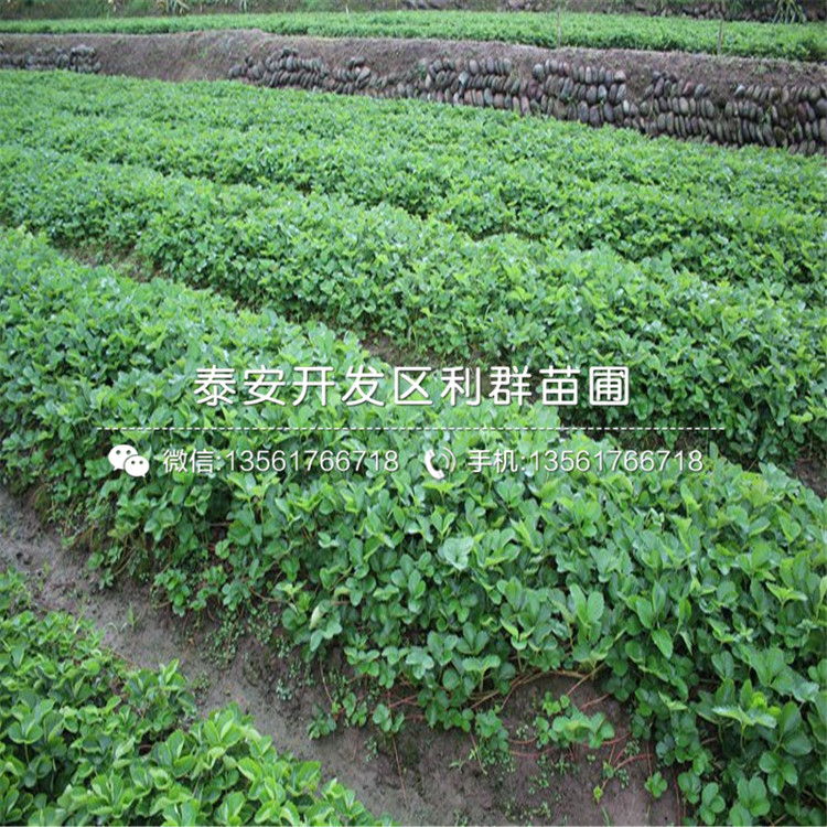 2019年艳丽草莓苗价格、艳丽草莓苗报价及价格