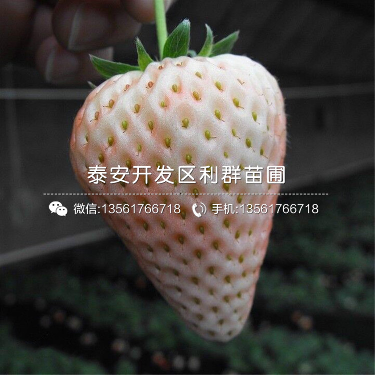 爱莎草莓苗什么价钱