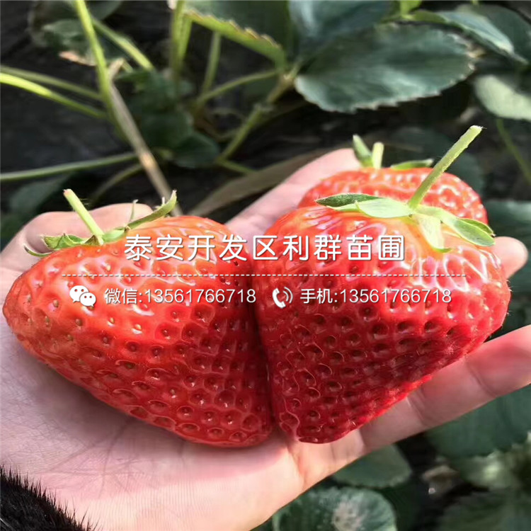 2019年密寶草莓苗新品種