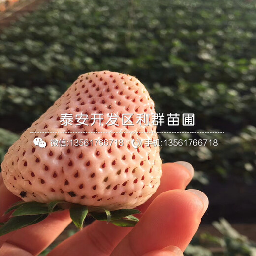 草莓種苗新品種、草莓種苗價(jià)格是多少