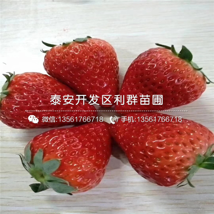 山东莓宝草莓苗报价、山东莓宝草莓苗价格