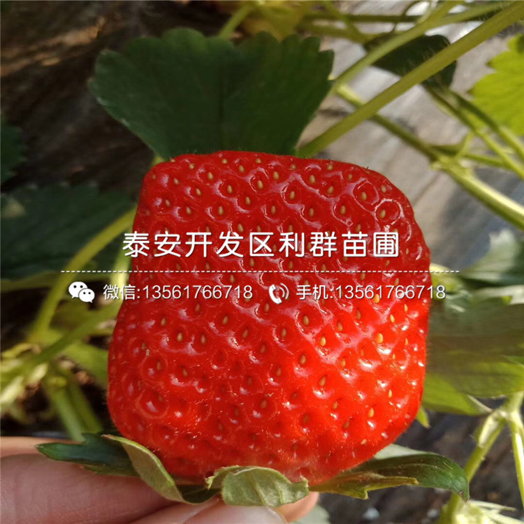 醉俠草莓苗2019年價格