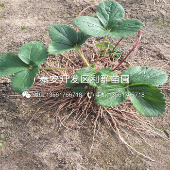 桃熏草莓苗批发价格、桃熏草莓苗价格多少