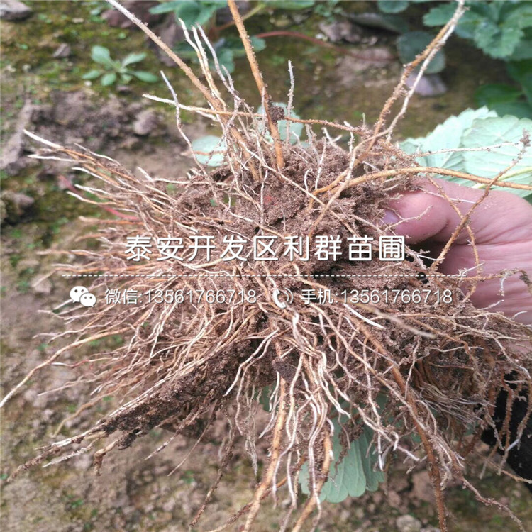 奶油草莓苗新品种、奶油草莓苗价格多少