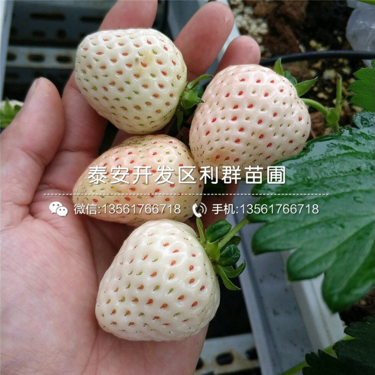 2019年四季草莓苗、四季草莓苗价格及报价