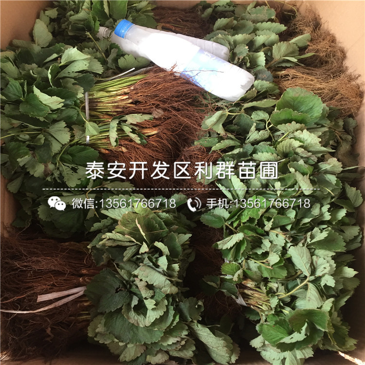 吉马草莓苗价格行情