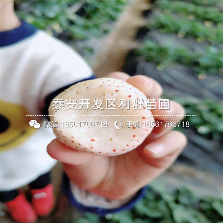 日本淡雪草莓苗新品种、2019年日本淡雪草莓苗多少钱一棵