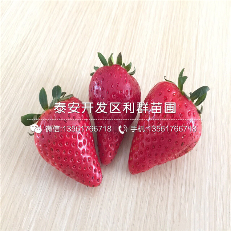 山东九香草莓苗、九香草莓苗价格多少