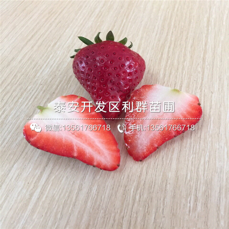 山東愛(ài)莎草莓苗什么價(jià)格