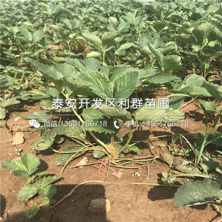 白草莓苗出售价格、2019年白草莓苗多少钱一棵