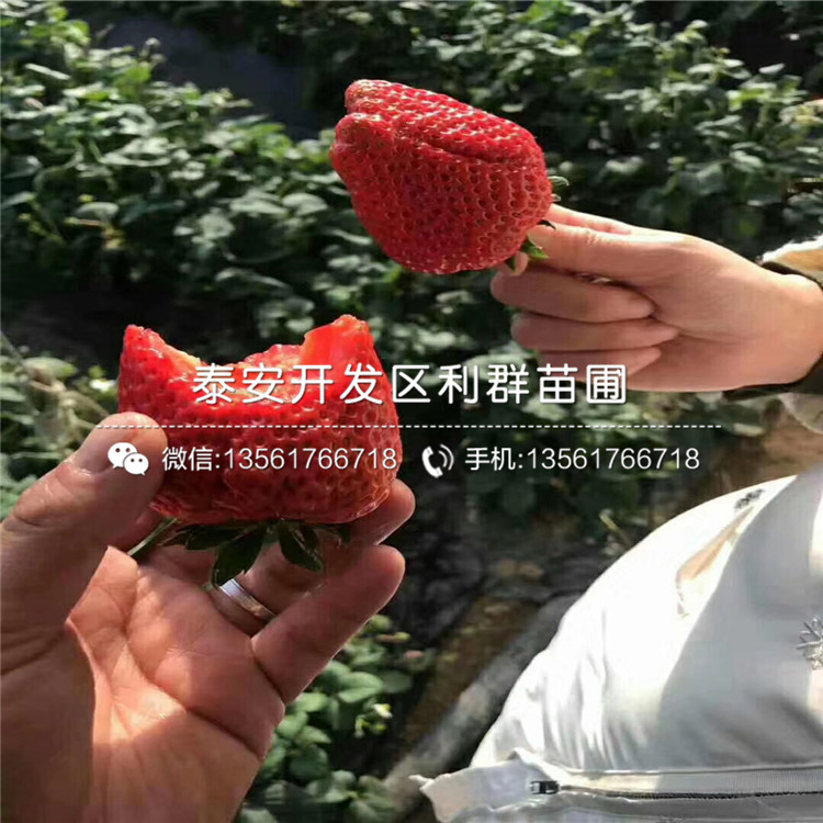 2019年艳丽草莓苗价格、艳丽草莓苗报价及价格