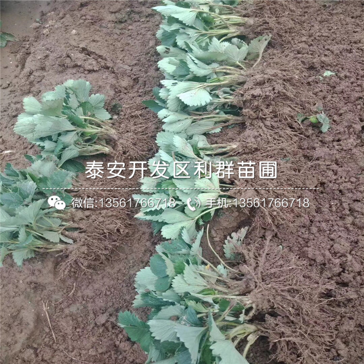 四季阿爾比草莓苗價格、四季阿爾比草莓苗基地