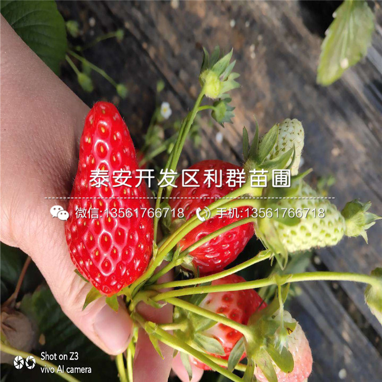 红颜草莓苗、红颜草莓苗出售价格多少