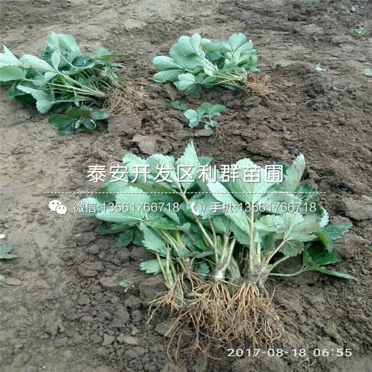 红颜草莓苗、红颜草莓苗出售价格多少