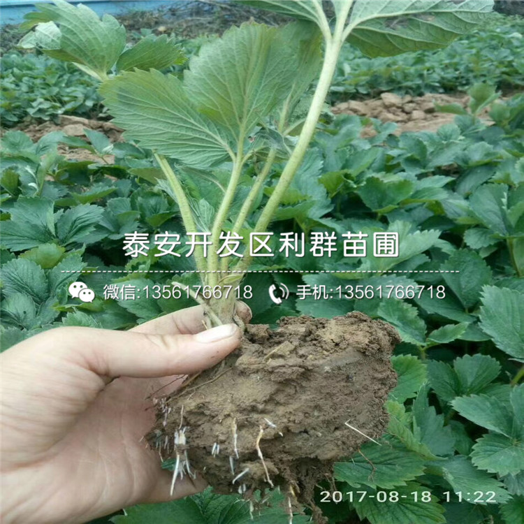 露天草莓苗供应价格、露天草莓苗多少钱一棵