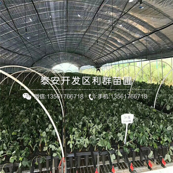 新品种以斯列二号草莓苗、以斯列二号草莓苗多少钱一棵