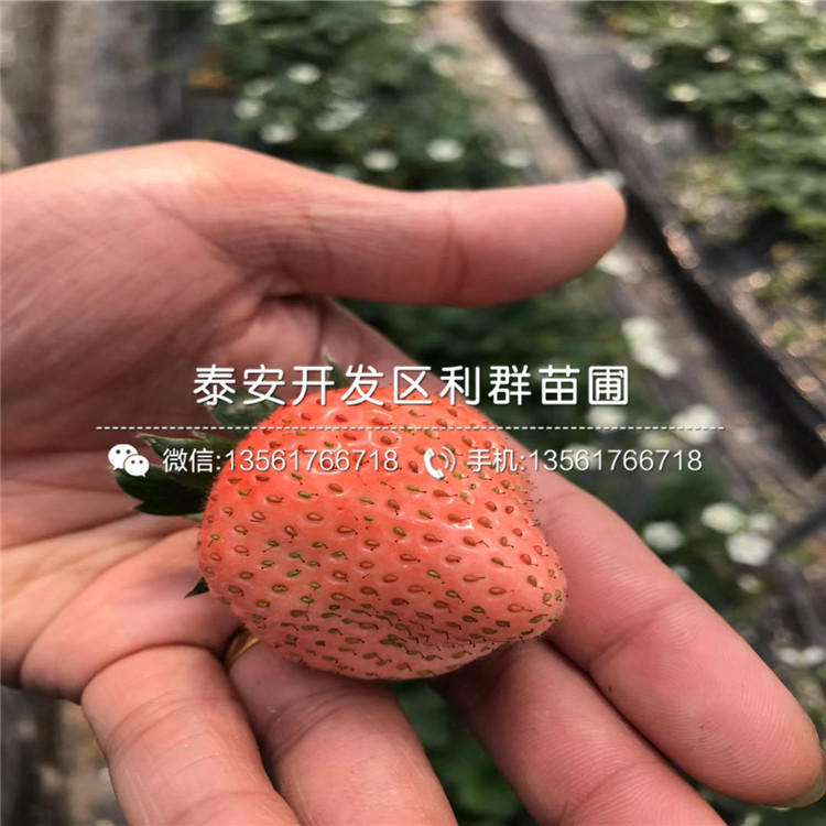 草莓苗2019年價格