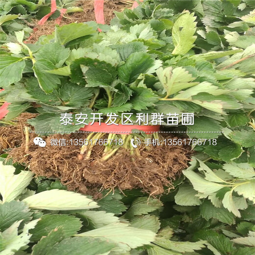 新品種草莓王子草莓苗、草莓王子草莓苗價格是多少