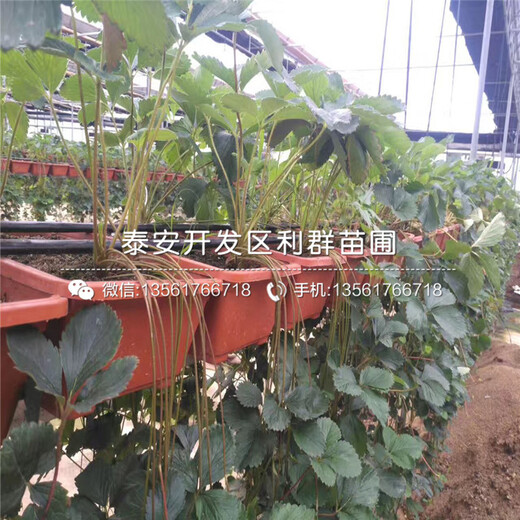童子一號草莓苗什么價格