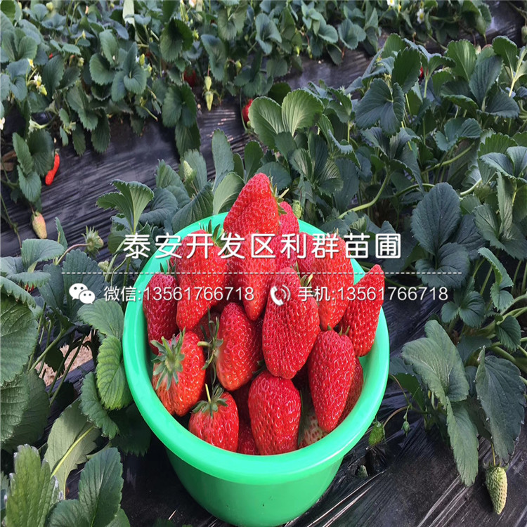 草莓苗2019年價格