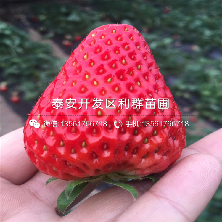 2019年九香草莓苗报价、九香草莓苗多少钱一棵