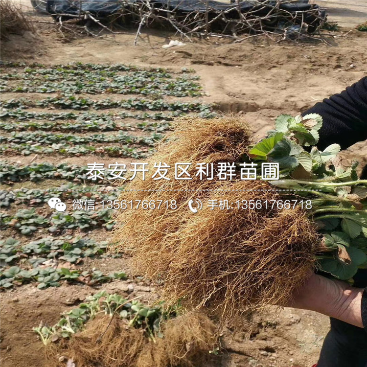 山东佐贺清香草莓苗价格是多少