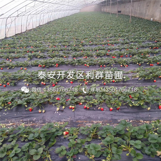 2019年鬼怒甘草莓苗、2019年鬼怒甘草莓苗報價