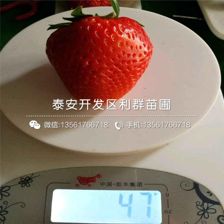 晶瑶草莓苗、晶瑶草莓苗出售