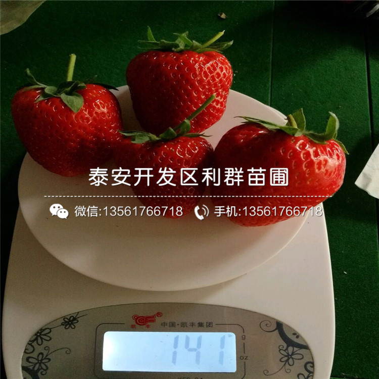 一株大棚草莓苗多少钱
