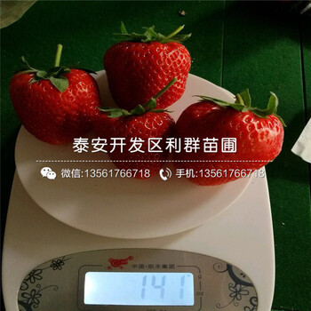 吉马草莓苗价格行情