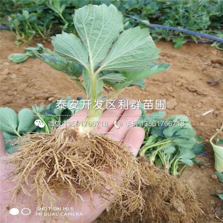 出售越心草莓苗、越心草莓苗价格多少