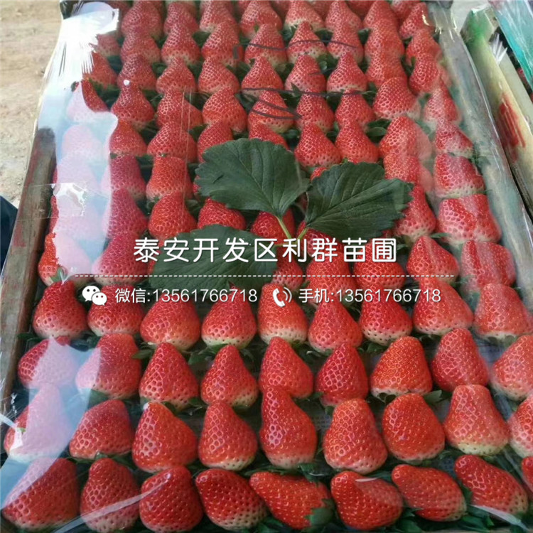 蒙特瑞草莓苗、蒙特瑞草莓苗上车价格